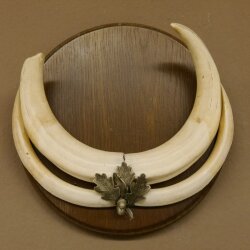 Warthog weapons tusks max. 24 cm boar weapons Africa trophy shield 88.15.66