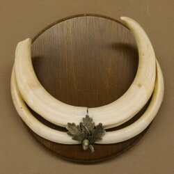 Warthog weapons tusks max. 24 cm boar weapons Africa trophy shield 88.15.66