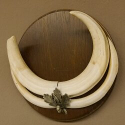 Warthog weapons tusks max. 24 cm boar weapons Africa trophy shield 88.15.66