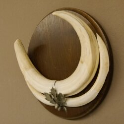 Warthog weapons tusks max. 24 cm boar weapons Africa trophy shield 88.15.66