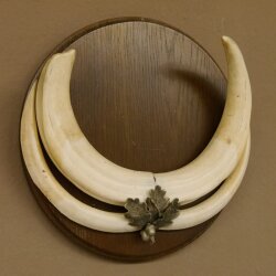 Warthog weapons tusks max. 24 cm boar weapons Africa trophy shield 88.15.66