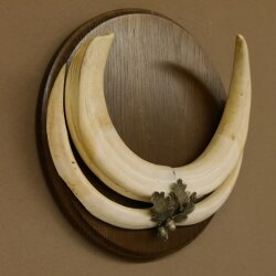 Warthog weapons tusks max. 24 cm boar weapons Africa trophy shield 88.15.66