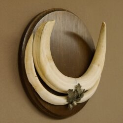 Warthog weapons tusks max. 24 cm boar weapons Africa trophy shield 88.15.66