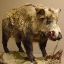 European wild boar on display stand Height 108 cm...