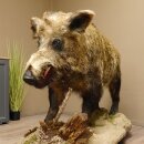 European wild boar on display stand Height 108 cm Taxidermy specimen Trophy