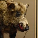 European wild boar on display stand Height 108 cm...