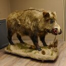 European wild boar on display stand Height 108 cm Taxidermy specimen Trophy