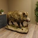 European wild boar on display stand Height 108 cm Taxidermy specimen Trophy