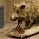 European wild boar on display stand Height 108 cm Taxidermy specimen Trophy