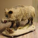 European wild boar on display stand Height 108 cm Taxidermy specimen Trophy