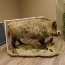 European wild boar on display stand Height 108 cm Taxidermy specimen Trophy