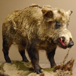 European wild boar on display stand Height 108 cm Taxidermy specimen Trophy