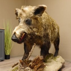 European wild boar on display stand Height 108 cm Taxidermy specimen Trophy