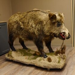 European wild boar on display stand Height 108 cm Taxidermy specimen Trophy