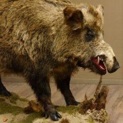 European wild boar on display stand Height 108 cm Taxidermy specimen Trophy