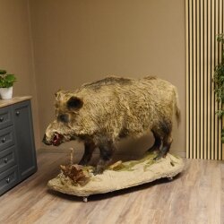 European wild boar on display stand Height 108 cm Taxidermy specimen Trophy