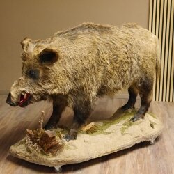 European wild boar on display stand Height 108 cm Taxidermy specimen Trophy