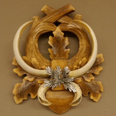 Armes de sanglier Armes de sanglier (Sus scrofa) L jusquà 20,8 cm Trophée de sanglier Armes de sanglier Panneau de trophée