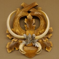 Armes de sanglier Armes de sanglier (Sus scrofa) L jusquà 20,8 cm Trophée de sanglier Armes de sanglier Panneau de trophée