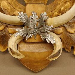 Armes de sanglier Armes de sanglier (Sus scrofa) L jusquà 20,8 cm Trophée de sanglier Armes de sanglier Panneau de trophée