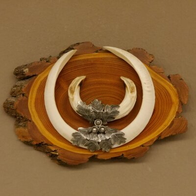 Boar weapons Wild boar weapons (Sus scrofa) L up to 22 cm Trophy Boar weapon Acacia shield
