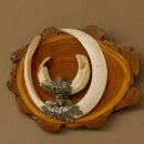 Boar weapons Wild boar weapons (Sus scrofa) L up to 22 cm Trophy Boar weapon Acacia shield