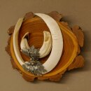 Boar weapons Wild boar weapons (Sus scrofa) L up to 22 cm Trophy Boar weapon Acacia shield