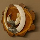 Boar weapons Wild boar weapons (Sus scrofa) L up to 22 cm Trophy Boar weapon Acacia shield