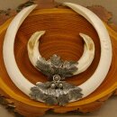 Boar weapons Wild boar weapons (Sus scrofa) L up to 22 cm Trophy Boar weapon Acacia shield