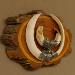Boar weapons Wild boar weapons (Sus scrofa) L up to 22 cm Trophy Boar weapon Acacia shield