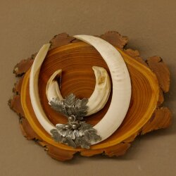 Boar weapons Wild boar weapons (Sus scrofa) L up to 22 cm Trophy Boar weapon Acacia shield