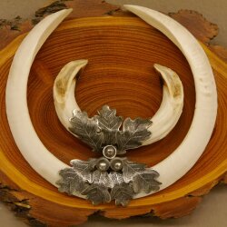 Boar weapons Wild boar weapons (Sus scrofa) L up to 22 cm Trophy Boar weapon Acacia shield