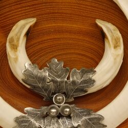 Boar weapons Wild boar weapons (Sus scrofa) L up to 22 cm Trophy Boar weapon Acacia shield