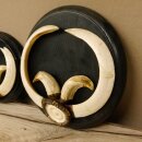 Boar trophies, set of 3 Wild boar trophies (Sus scrofa) L up to approx. 19 cm Boar trophy Trophy plaque