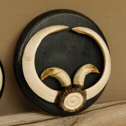 Boar trophies, set of 3 Wild boar trophies (Sus scrofa) L up to approx. 19 cm Boar trophy Trophy plaque