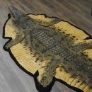 Krokodil Nijlkrokodil Opgezette krokodil met hoofd Opgezette krokodil met toestemming voor verkoop Lengte 340 cm