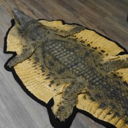 Krokodil Nijlkrokodil Opgezette krokodil met hoofd Opgezette krokodil met toestemming voor verkoop Lengte 340 cm