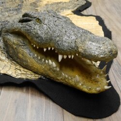 Krokodil Nijlkrokodil Opgezette krokodil met hoofd Opgezette krokodil met toestemming voor verkoop Lengte 340 cm