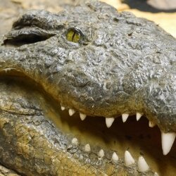 Krokodil Nijlkrokodil Opgezette krokodil met hoofd Opgezette krokodil met toestemming voor verkoop Lengte 340 cm