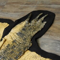 Krokodil Nijlkrokodil Opgezette krokodil met hoofd Opgezette krokodil met toestemming voor verkoop Lengte 340 cm