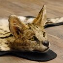 Serval Tapis Tête empaillée avec...