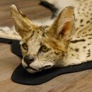 Serval Tapis Tête empaillée avec autorisation de vente