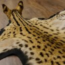 Serval Tapis Tête empaillée avec autorisation de vente