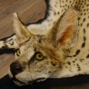 Serval Tapis Tête empaillée avec autorisation de vente