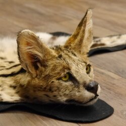 Serval Tapis Tête empaillée avec autorisation de vente