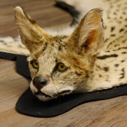 Serval Tapis Tête empaillée avec autorisation de vente