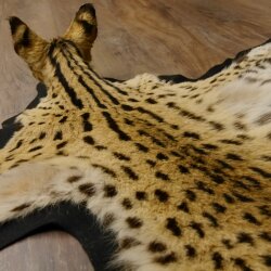 Serval Tapis Tête empaillée avec autorisation de vente