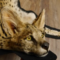 Serval Tapis Tête empaillée avec autorisation de vente