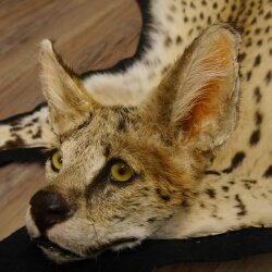 Serval Tapis Tête empaillée avec autorisation de vente