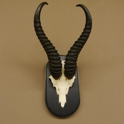 Springbok antelope trophy Skull trophy HL 35 cm on trophy shield 88.6.104